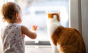 Felinoterapia w żłobkach