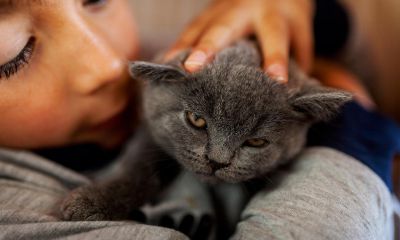 Felinoterapia Gorzów